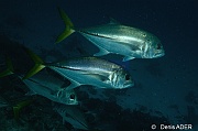 Caranx hippos Carangue crevalle queue jaune-Bonaire Buddy reef-25m-20180223-Denis-ADER-DSC_7775_tn